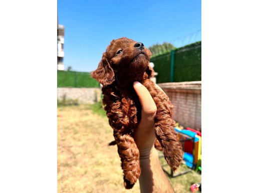 ENN KOYUSUNU İSTEYENLERE RED DARK BROWN KUSURSUZ YAVRULAR.. 