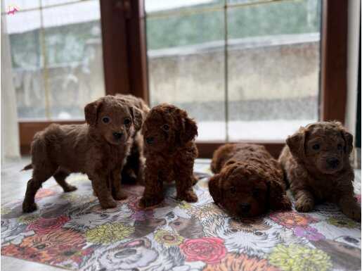 Kusursuz Toy poodle yavrularımız yeni yuvalarını arıyorlar..