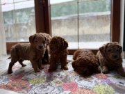 Kusursuz Toy poodle yavrularımız yeni yuvalarını arıyorlar..