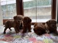 Kusursuz Toy poodle yavrularımız yeni yuvalarını arıyorlar..