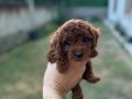 Kusursuz Toypoodle yavrular.. 