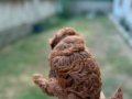 Kusursuz Toypoodle yavrular.. 
