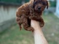 Kusursuz Toypoodle yavrular.. 