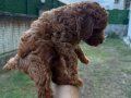 Kusursuz Toypoodle yavrular.. 