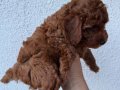 Kusursuz Toypoodle yavrular.. 