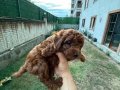 Kusursuz Toypoodle yavrular.. 