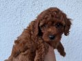 Kusursuz Toypoodle yavrular.. 