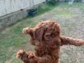Kusursuz Toypoodle yavrular.. 