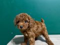 Kusursuz Toypoodle yavrular.. 