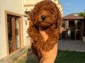 Kusursuz Toypoodle yavrular.. 