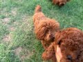 Kusursuz Toypoodle yavrular.. 