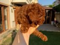 Kusursuz Toypoodle yavrular.. 