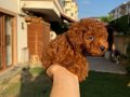 Kusursuz Toypoodle yavrular.. 