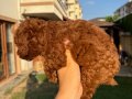 Kusursuz Toypoodle yavrular.. 
