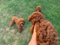 Kusursuz Toypoodle yavrular.. 