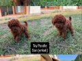 Kusursuz Toypoodle yavrular.. 