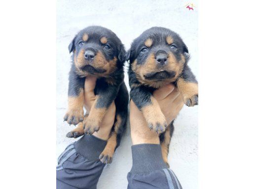 Koca kafa Rotweiler 