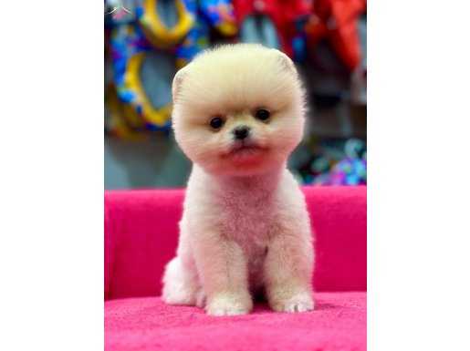 Star Pomeranian boo 