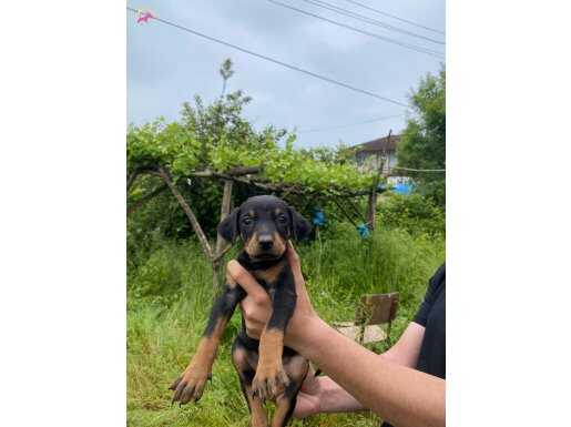 Üst düzey Doberman