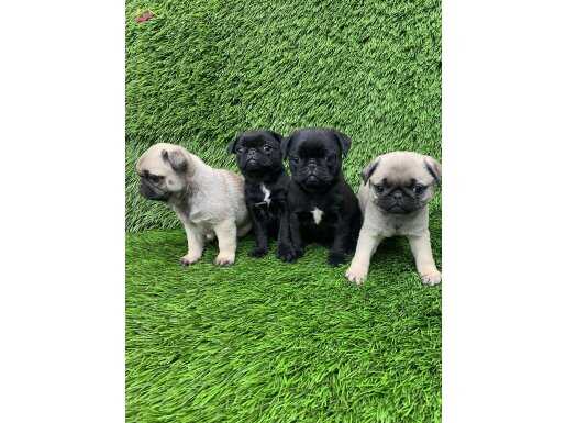 Hamburger surat pug mobs 
