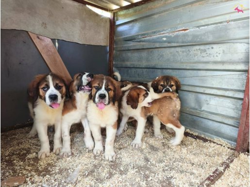 Dev adayı st Bernard