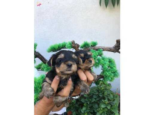 Teacup yorkshire Bebekler 