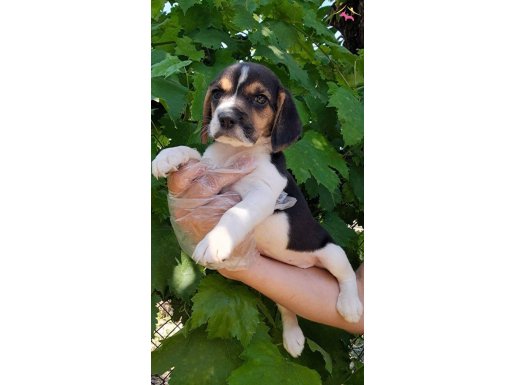 Elizabeth Beagle yavrular 