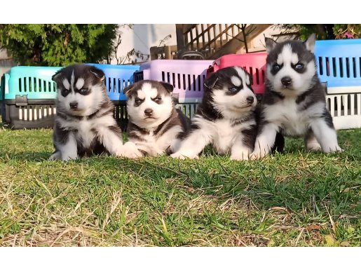 Efsane Renkli gözlü husky 
