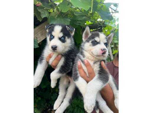 Mavi göz Husky yavrular 