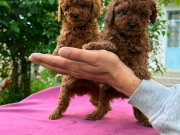 Toy poodle yavrular 