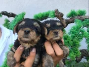 Micro yorkshire bebekler 