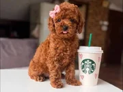 Muhteşem poodle yavrular 