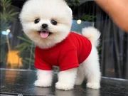 Ayı surat boo bebişler