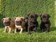 Pug mobs bebekler 