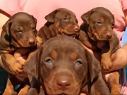 Üst düzey Doberman yavrular 