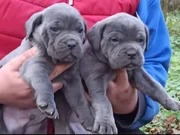 Dev Cane corso yavrular 