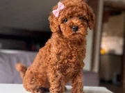 Mükemmel poodle yavrular 