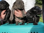 Efsane Cane corso 