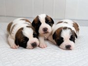 Dev Saint Bernard 
