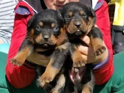Koca kafa Rotweiler 