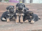 A kalite Alman çoban 