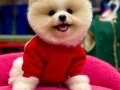 Müthiş Pomeranian boo yavrular 