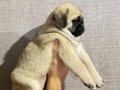 Üst düzey pug mobs 