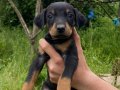 Üst düzey Doberman