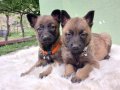 A class Belçika malinois 
