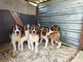 Dev adayı st Bernard