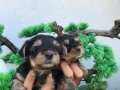 Teacup yorkshire Bebekler 