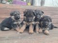 A kalite Alman çoban yavrular 