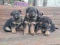 A kalite Alman çoban yavrular 