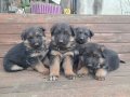 A kalite Alman çoban yavrular 